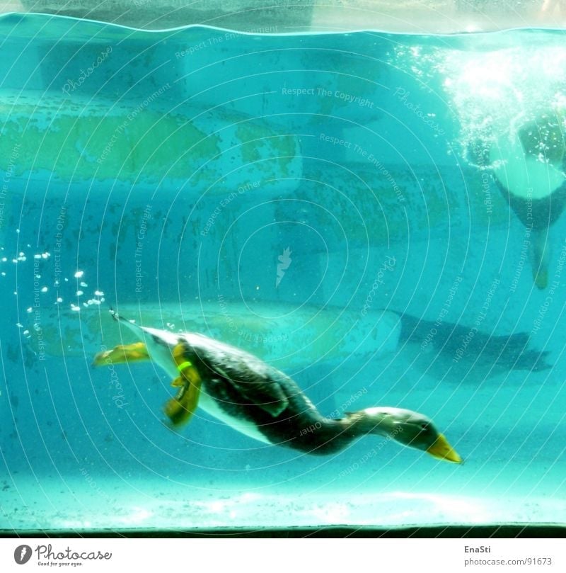 Dive in. Zoo Underwater photo Animal Deep Duck Water Blow Blue bobble Bubble