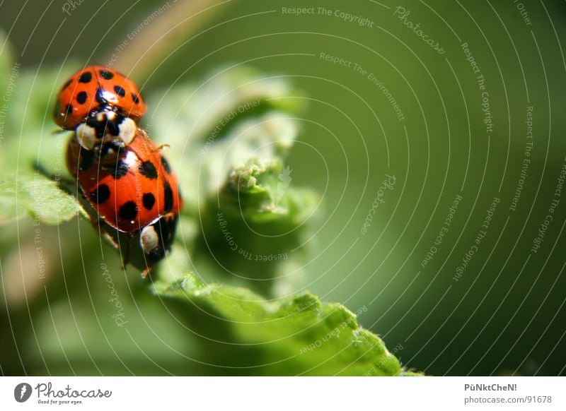spring fever Ladybird Leaf Summer Animal 2 Green Propagation Joy Beetle Point Nature In pairs Pair of animals