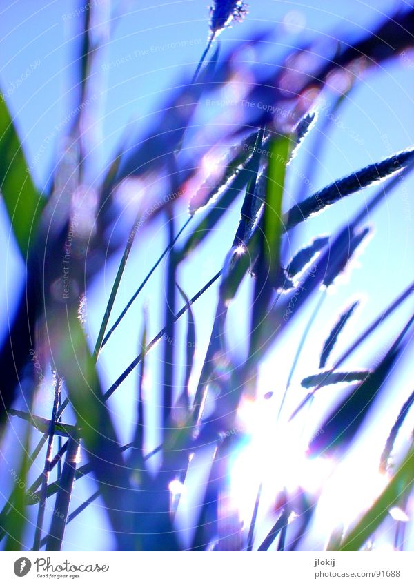 Counter-light shapes I Grass Green Back-light Allergy sufferer Plant Meadow Spring Growth Glittering Blur Blade of grass Stalk Ear of corn Movement Wind breath