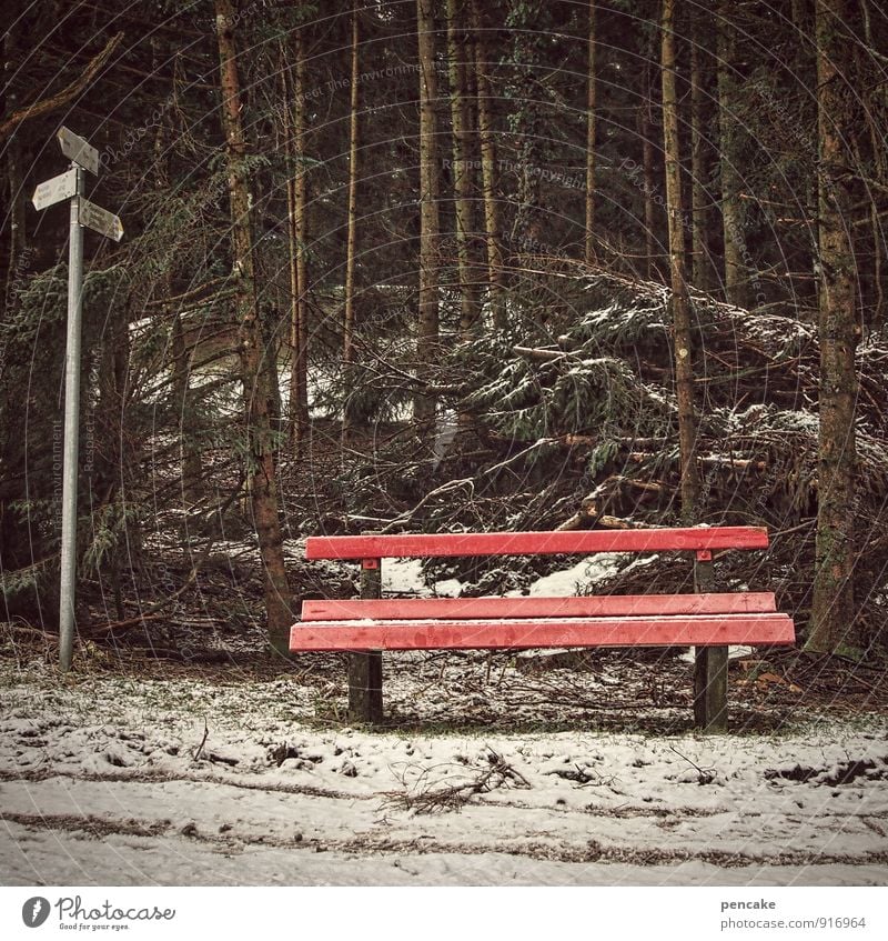 do you know where? Elements Earth Winter Snow Tree Forest Sign Hiking Cold Loneliness Future Bench Red Road marking Spruce forest Orientation Colour photo