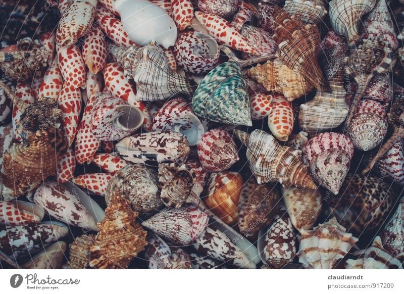 vacancy Animal Snail Mussel Many Multicoloured Snail shell Mussel shell Collection Marine animal Seafood Souvenir Colour photo Detail Deserted Day Long shot