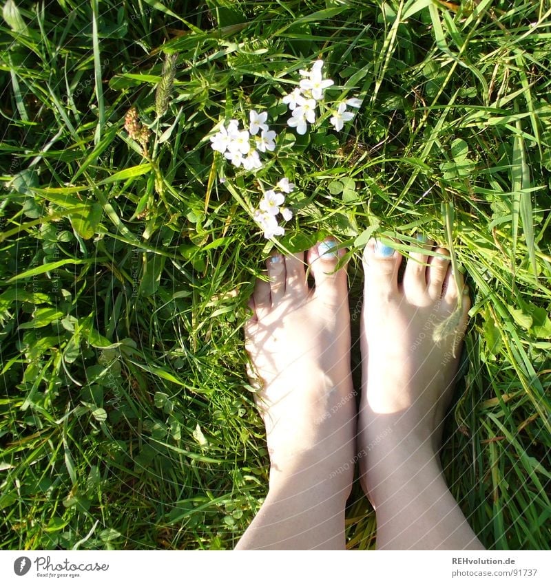 meadow-floor-standing Barefoot Meadow Grass Flower Blade of grass Green Nail polish Varnished Down-to-earth Summer Spring Shadow Fresh Juicy Stand Blossom