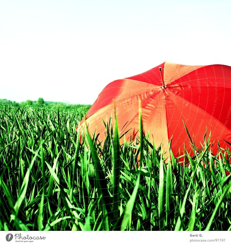 fooled Charming Sunshade Protective equipment Umbrella Red Summer Field Cornfield Fresh Multicoloured Greeny-red Agriculture Wind Blade of grass Movement