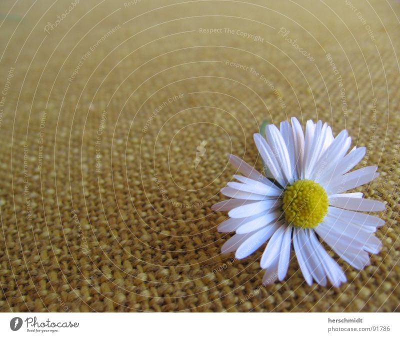 daisy Daisy Flower Plant White Yellow Green Cloth Far-off places Pattern Loneliness Comforting Seating rock hollywood swing Lie Structures and shapes Calm