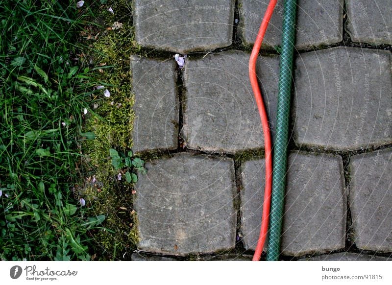 https://www.photocase.com/photos/91815-texture-meadow-grass-dandelion-pave-hose-bend-photocase-stock-photo-large.jpeg