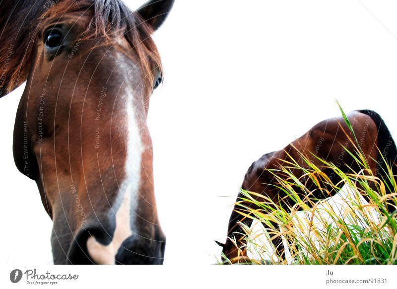 long face Horse To feed Looking Friendship Isolated Image Grass Meadow Amazed Marvel Mammal make a long face what happens Odor Partner Forwards Backwards