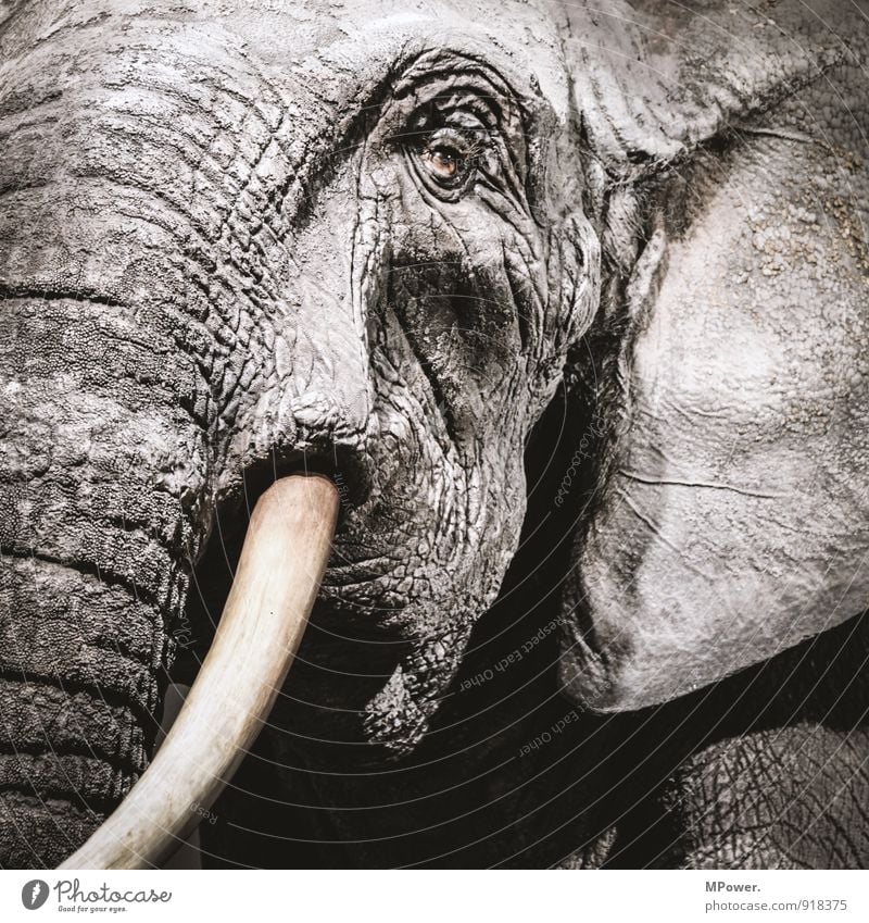 thick-skinned Animal 1 Old Elephant Tusk Eyes Ear Wrinkles Rough Gray Sadness Face to face Threat Subdued colour Close-up Deserted Artificial light