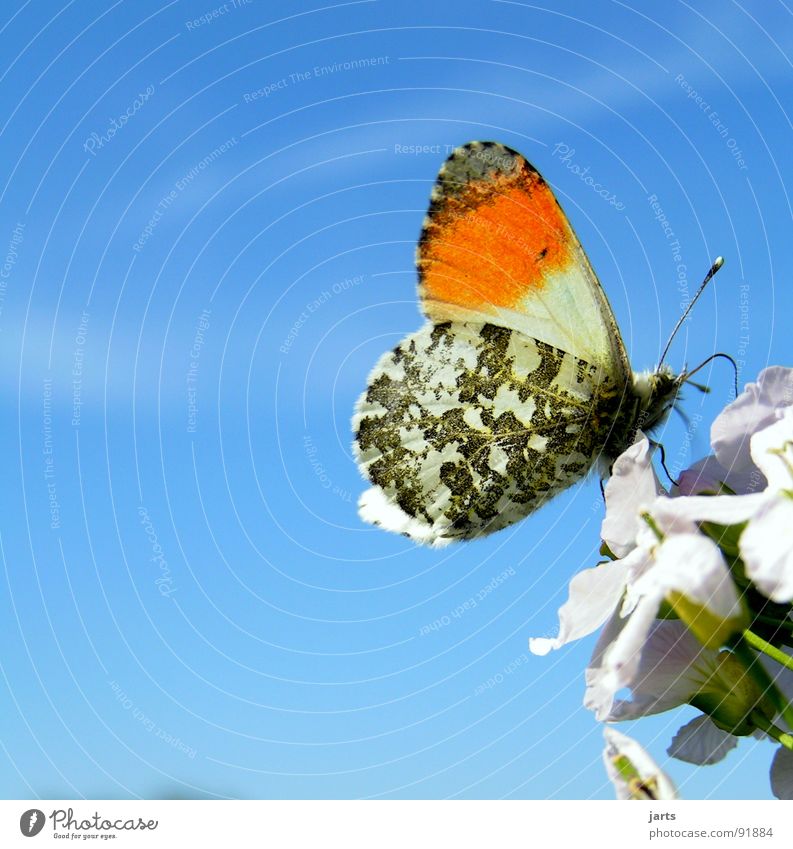 Nice thing, like a butterfly. Butterfly Meadow Flower Blossom Multicoloured Summer Beautiful Nature Sky Blue Wing Freedom jarts