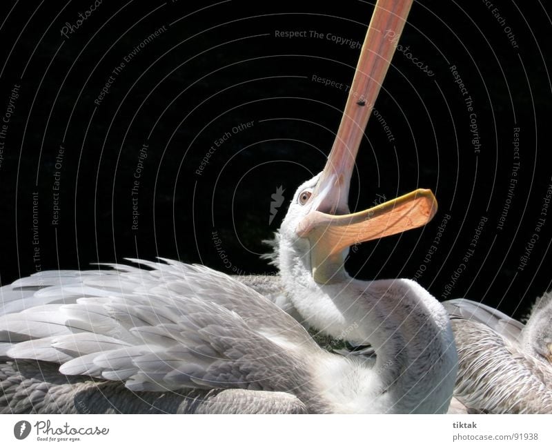 Catch the fly Pelican Bird Animal Feather Beak Wilderness Appetite Snapshot Wing waterfowl Nature Fly Flying Hunting snap shut Funny Contrast
