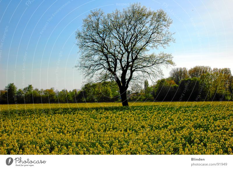 Tree in the rape field Canola field Spring Blossom Calm Nature Blue sky Freedom