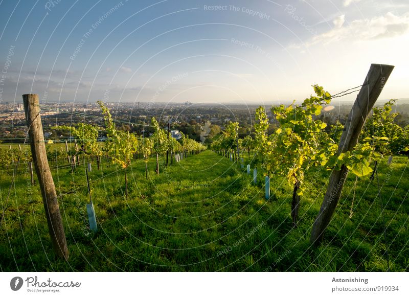between the wine Environment Nature Landscape Plant Air Sky Horizon Sun Autumn Weather Beautiful weather Bushes Agricultural crop Hill Vienna Austria