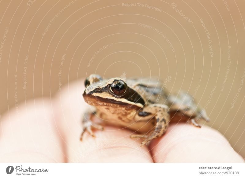 Little cold friend Hand Fingers Animal Wild animal Frog 1 Observe Looking Sit Simple Brash Friendliness Happiness Cold Small Near Wet Curiosity Cute Positive