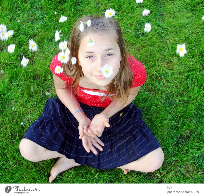 Summer rain. 1 Daisy Green Grass Flower Multicoloured Spring Sweet White Jump Red Black Happiness Healthy Fairy tale Fantastic Child Youth (Young adults) Girl