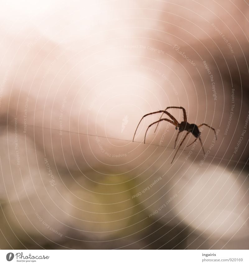 act of rope Environment Sunlight Animal Spider 1 Work and employment Crouch Hunting Sit Wait Esthetic Brown Green Moody Spider's web Spider legs Spin Blur