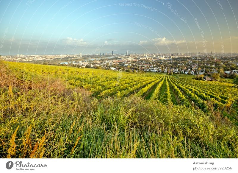 Wine before Vienna Environment Nature Landscape Plant Sky Clouds Horizon Autumn Weather Beautiful weather Grass Bushes Agricultural crop Meadow Field Hill
