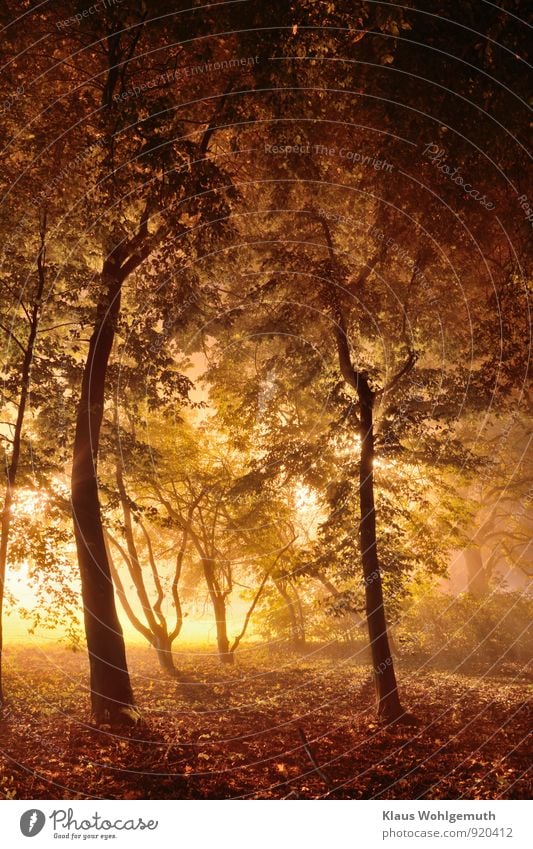 Magic light in the wonder forest Environment Nature Landscape Autumn Plant Tree Bushes Leaf Park Forest Illuminate Esthetic Brown Yellow Gray Green Black