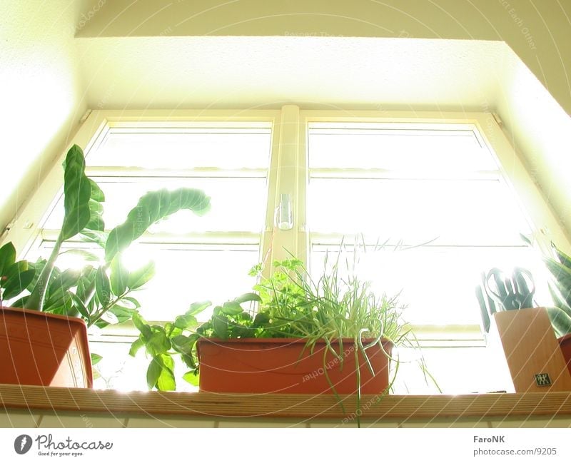 windows Window Kitchen Living or residing Plant Glass Window pane
