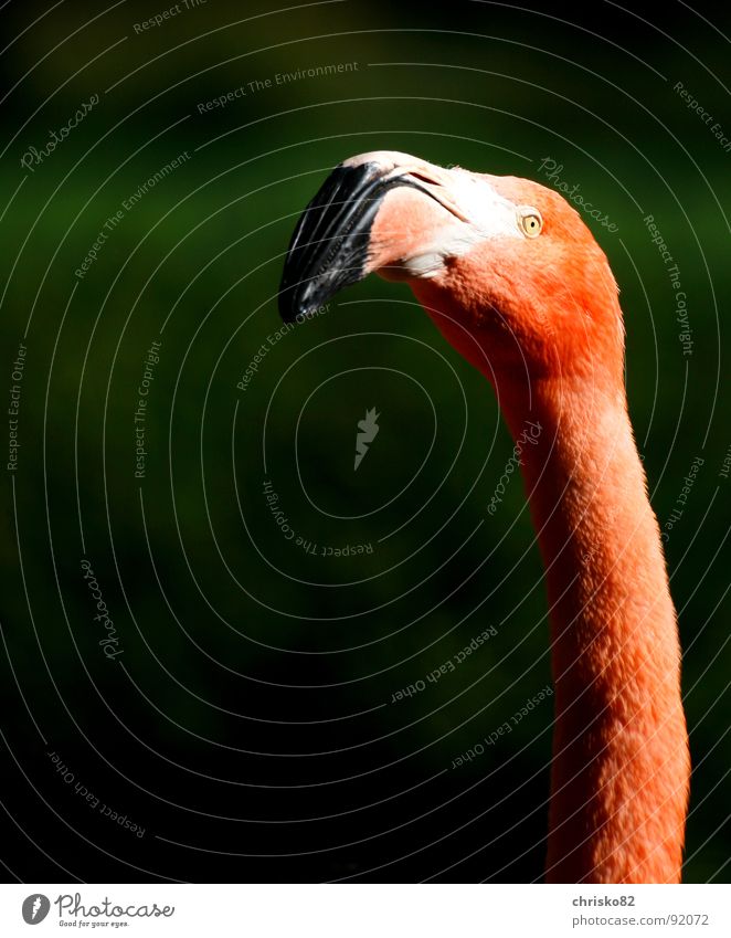 Mr. Pink Flamingo Zoo Florida Miami Vacation & Travel Animal Bird Beak Posture Neck long neck contrast