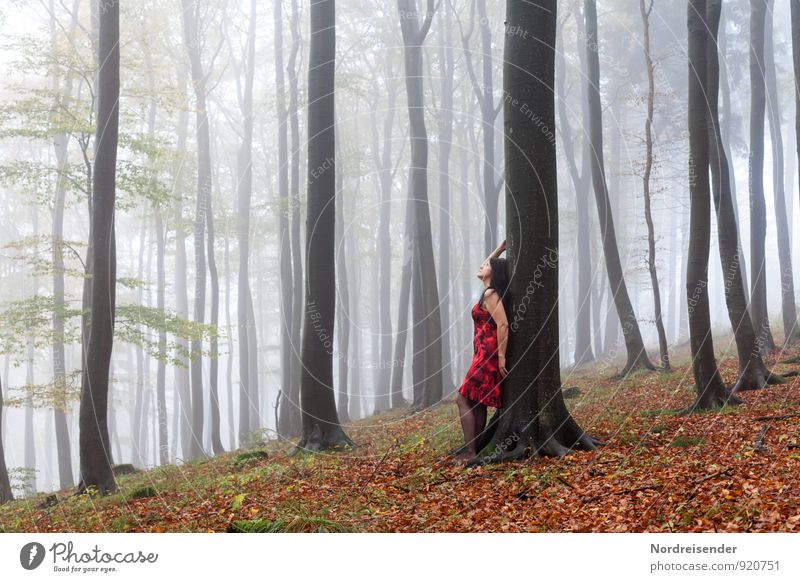 Between the beeches Human being Feminine Woman Adults 1 Nature Landscape Elements Summer Autumn Weather Fog Rain Tree Forest Dress Black-haired Long-haired