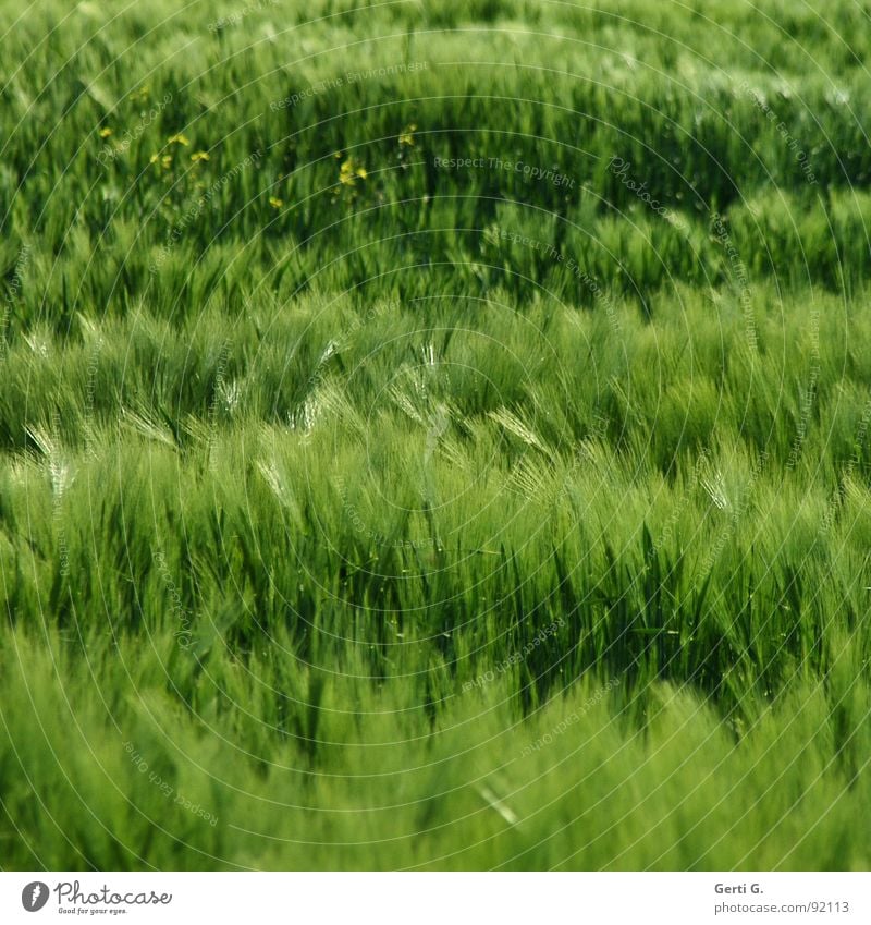 wild thing Juicy Multicoloured Field Cornfield Cereals Whole grain bread Wind Blow Muddled Green Grass green Ear of corn Agriculture Blade of grass Wheat