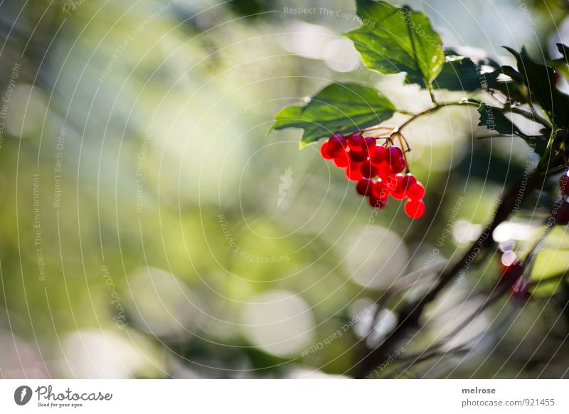berry bokeh Nature Plant Sun Sunlight Summer Beautiful weather Tree Bushes Leaf Blossom Wild plant red berries forest fruits cranberries Forest Blossoming