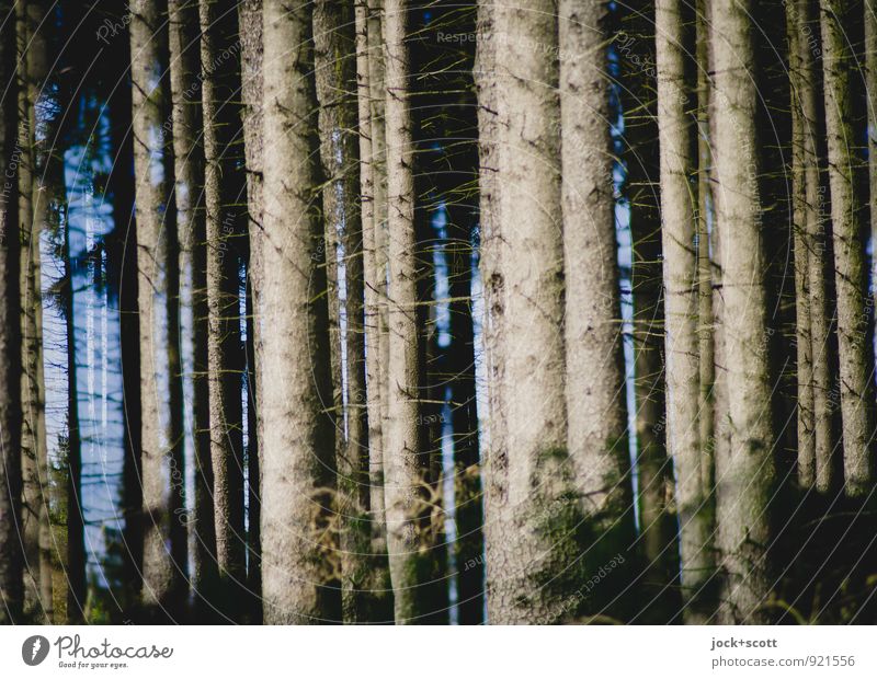 a wood for the trees Harmonious Autumn Coniferous trees Tree trunk Forest Long natural Many Warmth Force Agreed Idyll Inspiration Climate Nature Double exposure