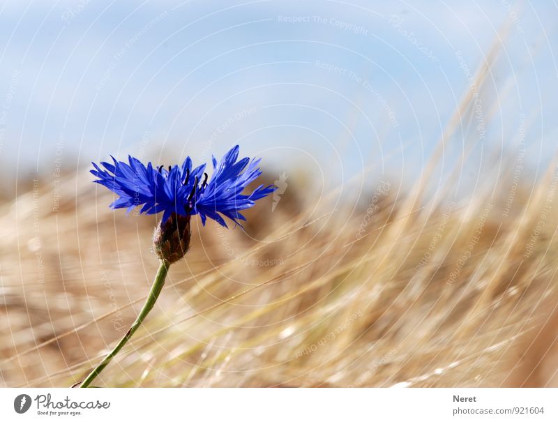 Cornflower in front of wheat field Nature Plant Sky Flower Blossom Knapweed Field reconquest Illuminate Esthetic Blue as before deep blue Colour photo