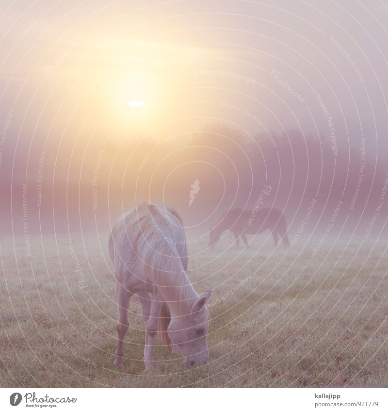 girl's photo Environment Nature Landscape Plant Animal Drops of water Grass Field Farm animal Horse Pelt 2 Herd Pair of animals Stand Violet Pink Fog Romance