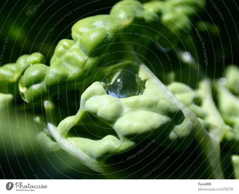 cabbage Cabbage Green Leaf Vegetable Water Drops of water