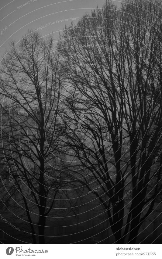 gloomy world Nature Animal Night sky Winter Bad weather Fog Tree Forest Threat Dark Fantastic Creepy Cold Black Power Grief Bizarre Loneliness
