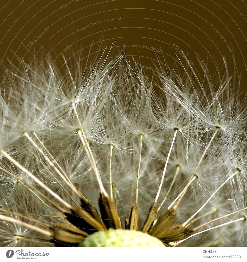 Ready to start Dandelion Blow Brown White Spring Summer Parachute Flying Flower Plant Macro (Extreme close-up) Close-up Seed ChrISISIS
