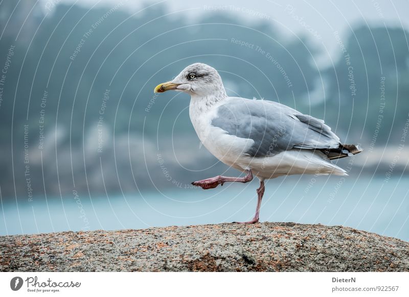 dance Coast Animal Wild animal Bird Wing 1 Blue Gray Turquoise White Seagull Going Legs Colour photo Exterior shot Deserted Copy Space left Copy Space right