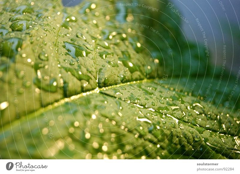 The rain's here!!! Leaf Green Plant Rain Vessel Wet Spring Leaf green Macro (Extreme close-up) Reflection Drops of water Water