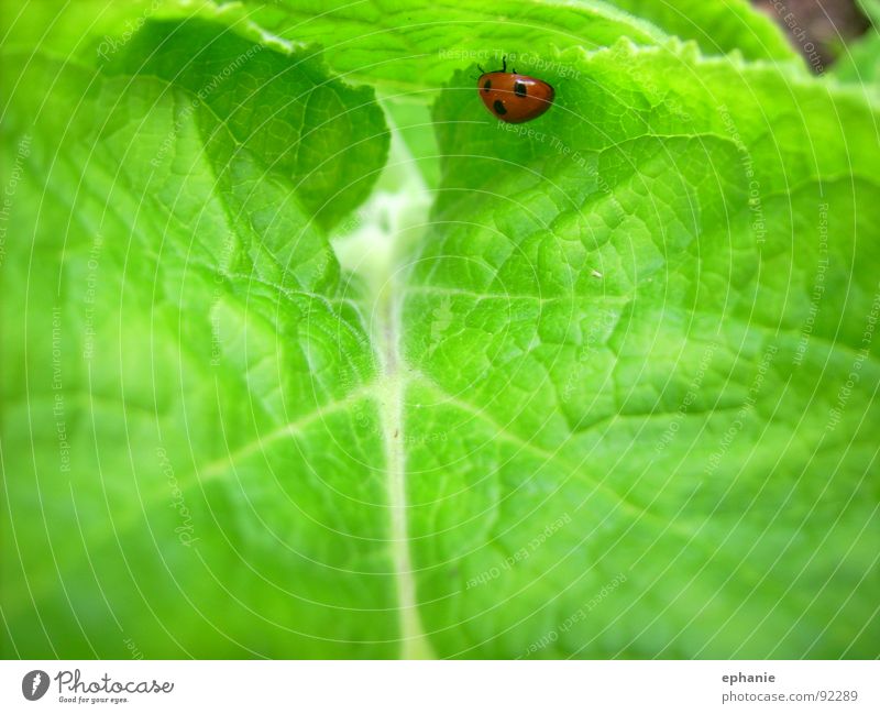 Green with red obstacle Leaf Ladybird Red Spotted Crawl Summer Beetle