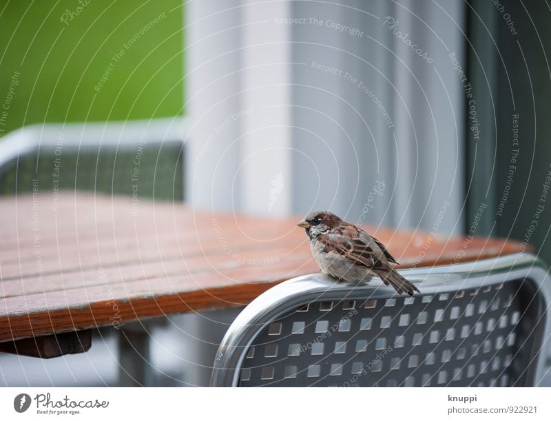 Where's my coffee? Environment Nature Clouds Sun Sunlight Summer Autumn Beautiful weather Park Animal Wild animal Bird Sparrow 1 Table Tabletop Chair Backrest