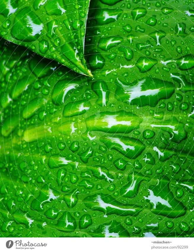 raindrops II Rain Leaf Vessel Green Refreshment Refrigeration Damp Wet Glittering Round Sharp-edged Gaudy Multicoloured Tree Plant Water Spring