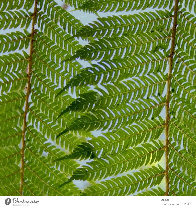 witch's ladder Nature Plant Fern Foliage plant Point Wild Green Pteridopsida Treefern Botany Flourish Stalk Plumed Delicate Fragile Closed Hide Hidden Lighting