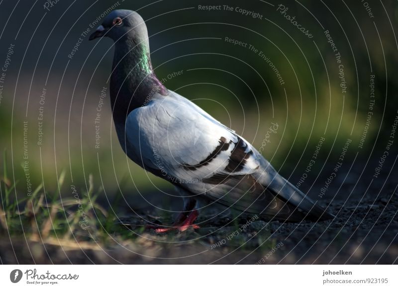 Development opportunities | Ready For Take Off Animal Pet Pigeon 1 Rutting season Crouch Sit Stand Gray Green Feather Bird Sunspot Parking lot Colour photo