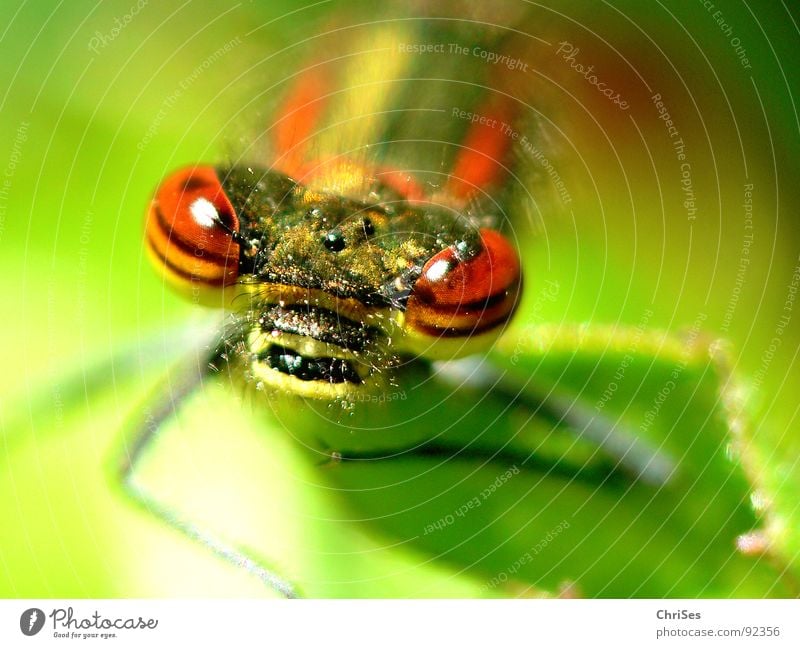 frontal : Early Adonisjungfer (Pyrrhosoma nymphula)_02 Large red damselfly Dragonfly Insect Red Animal Green Yellow Summer Articulate animals Small dragonfly