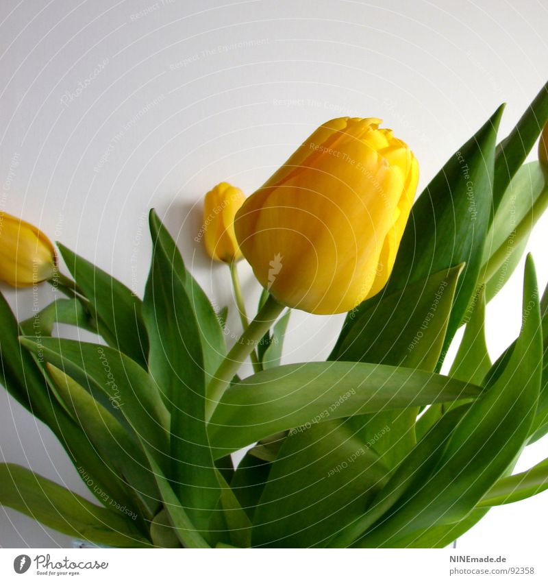 tulipa Tulip Bouquet Tulip blossom Blossom Flower Yellow Green Beige Stalk Flower stem Square Lean Spring Juicy Fresh Blossoming bouquet of tulips tulip leaf