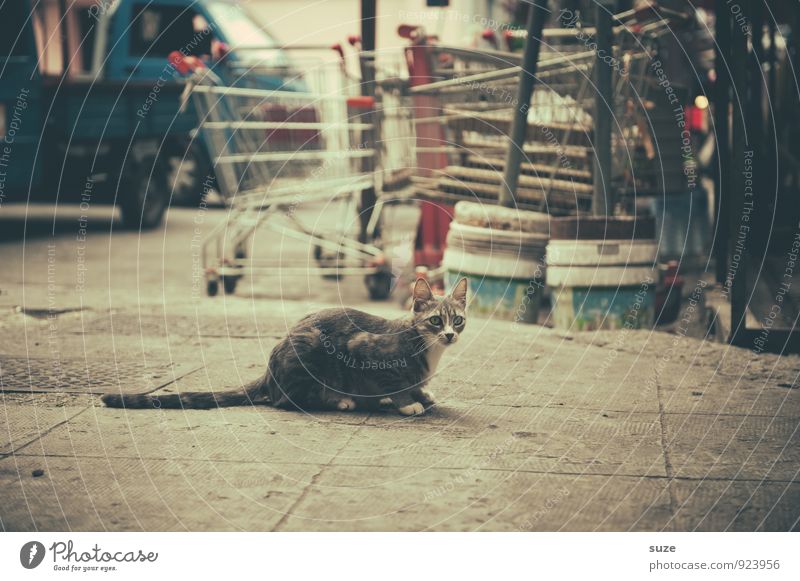 Strays in Palermo Vacation & Travel Tourism City trip Culture Animal Town Old town Street Shopping Trolley Cat Wait Authentic Dirty Gloomy Dry Wild Past