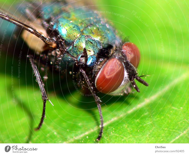 The green Schiss fly Blowfly Green Insect Dipterous Pests Leaf Animal Compound eye Feeler Metal Brown Macro (Extreme close-up) Close-up Fly carrion fly