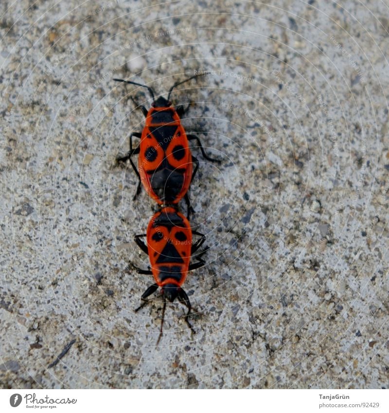 love play Red Black Concrete Direction Change in direction Animal Crawl Gray Gooseflesh Feeler Bug Firebug Wilderness Beetle Floor covering Stone Fight Point