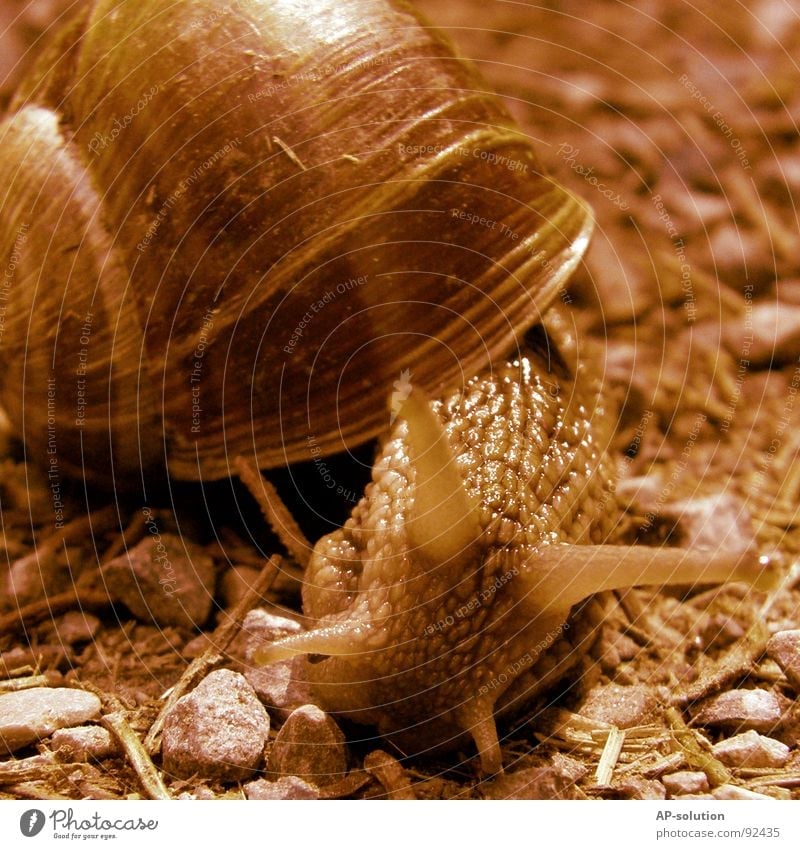 Snail *3 Air-breathing land snail Animal House (Residential Structure) Snail shell Slimy Mucus Feeler Crawl Slowly Speed Spiral Leaf Grass Withdraw Fragile