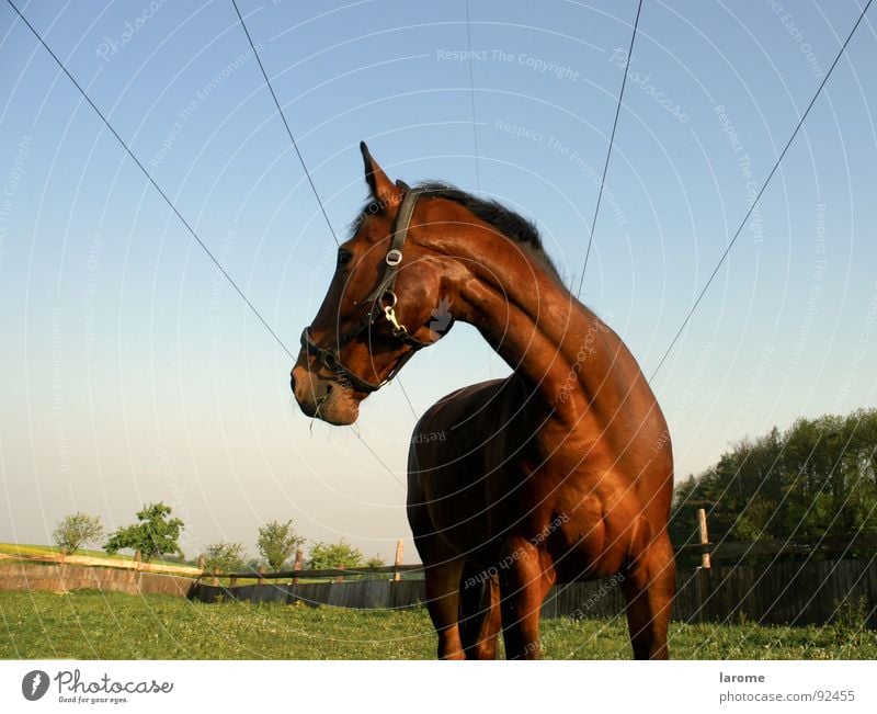 phoenix 1 Horse Pasture Meadow Halter To feed Farm Agriculture Marionette Animal Farm animal Grass Mammal Brown Nature Far-off places Sky Cable Sewing thread