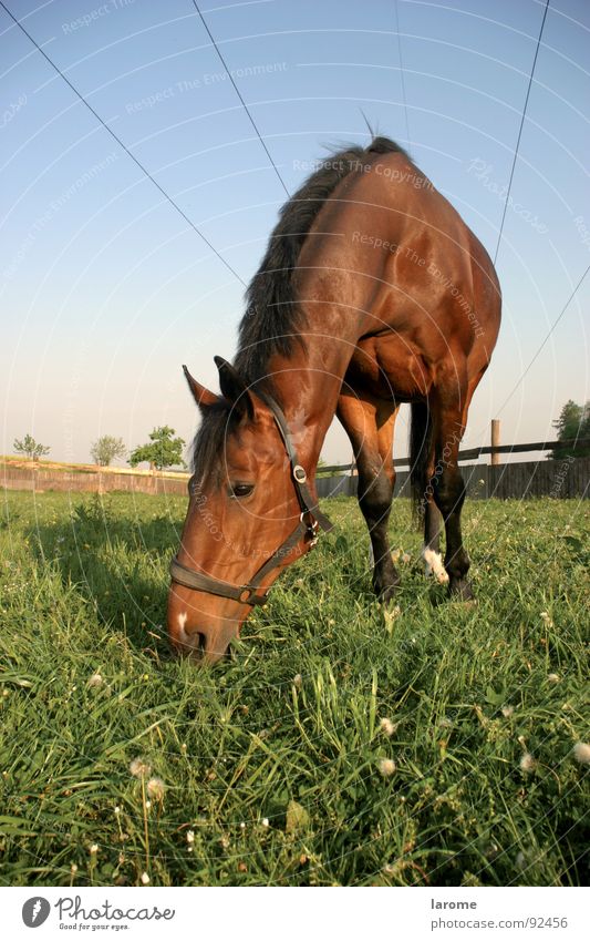 phoenix 2 Horse Pasture Meadow Halter To feed Farm Agriculture Marionette Animal Farm animal Grass Mammal Brown Nature Far-off places Sky Cable Sewing thread