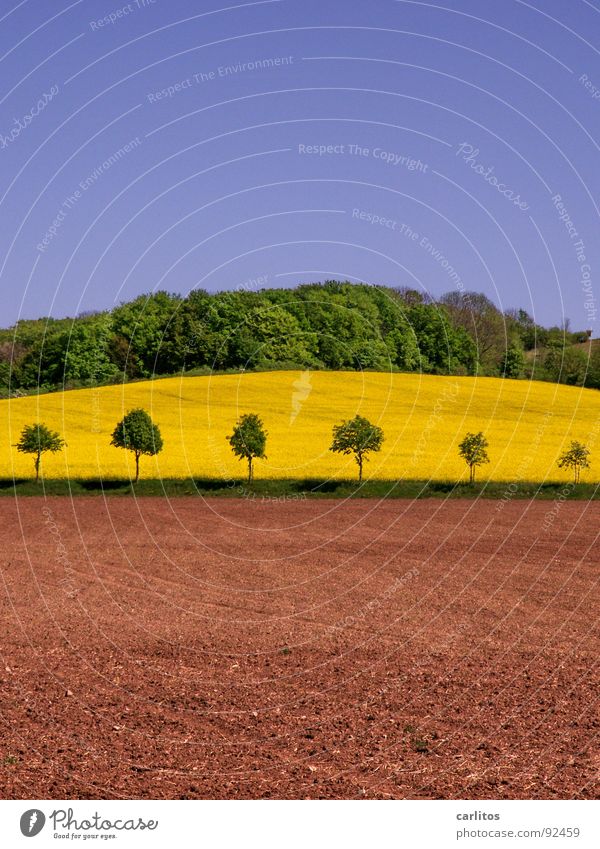 and another rapeseed field ... Brown Green Tree Canola Forest Dark green Hill Spring Earth Sky Landscape Canola field Agriculture Fallow land Deserted