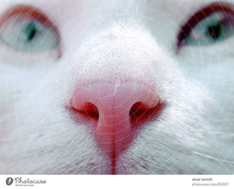 Don't pull sone sniff... Cat Pelt White Pet Half Division Sweet Cute Whisker Animal Mouth Eyes Cat eyes white fur Nose Blue Blue sky snub nose