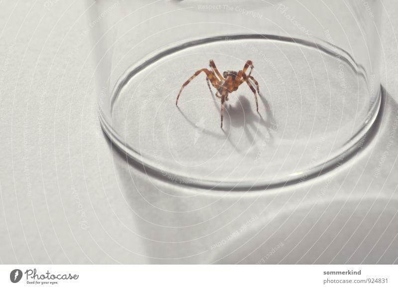 Ich glaub ich... Animal Wild animal Spider 1 Observe Crawl White Arachnophobie Fear Claustrophobia Captured Gefängnis Glass Spider legs Catch Monster Brave
