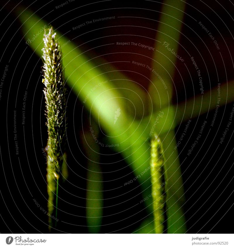 grass Grass Light Green Stalk Blade of grass Ear of corn Glittering Beautiful Soft Hissing Meadow Delicate Flexible Sensitive Pennate Plant